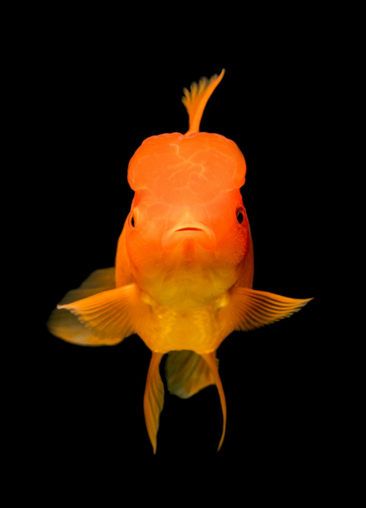 Close-up of a goldfish swimming in water