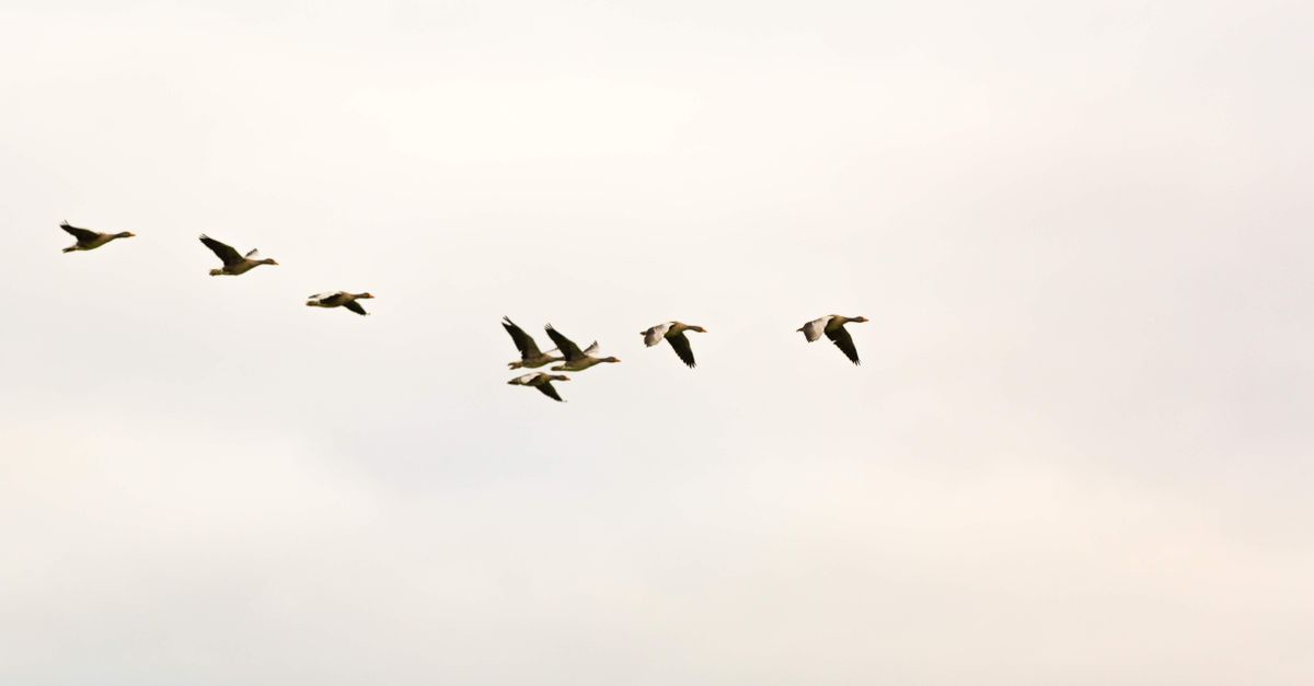 A flock of birds flying in formation across a clear sky